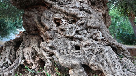To so najstarejša drevesa na svetu! Poglejte si, kako impresivna so!