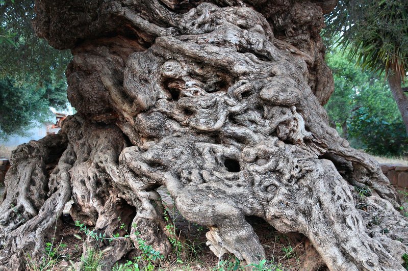 To so najstarejša drevesa na svetu! Poglejte si, kako impresivna so! (foto: shutterstock)