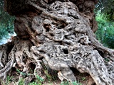 To so najstarejša drevesa na svetu! Poglejte si, kako impresivna so!