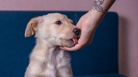 Kaj vam pes sporoča z lizanjem dlani?