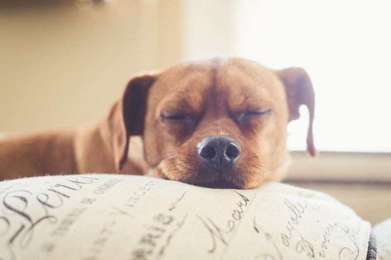 Kaj razkriva spalni položaj vašega PSA? (foto: Profimedia)