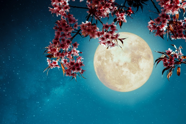 6. aprila ob 06:34 pozdravljamo rožnato polno luno v znamenju tehtnice. Preverite, katera astrološka znamenja bodo to čutila še posebej …