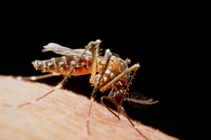 Dobro premislite, preden naslednjič ubijete komarja! (foto: Profimedia)