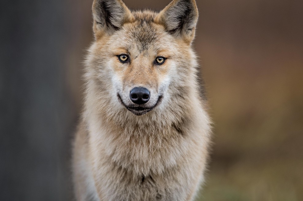 Kako se znebiti strahu pred VOLKOVI? (foto: shutterstock)