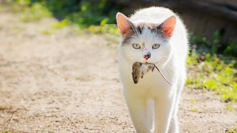 Kaj vam sporoča mačka, ko vam prinese miš?