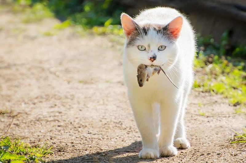 Kaj vam sporoča mačka, ko vam prinese miš? (foto: shutterstock)