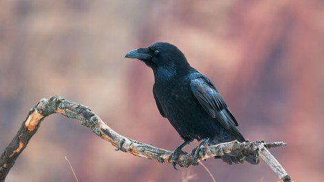 Kakšno sporočilo prinašajo črne vrane?