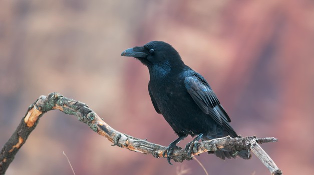 Kakšno sporočilo prinašajo črne vrane? (foto: Shutterstock)
