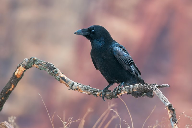 Kakšno sporočilo prinašajo črne vrane? (foto: Shutterstock)