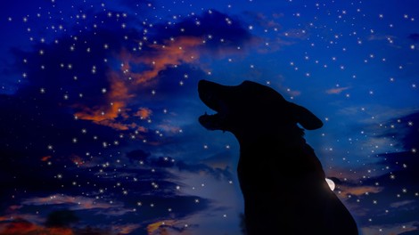 Kaj pomeni, če pes ponoči laja?