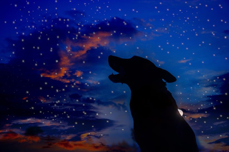 Kaj pomeni, če pes ponoči laja? (foto: shutterstock)