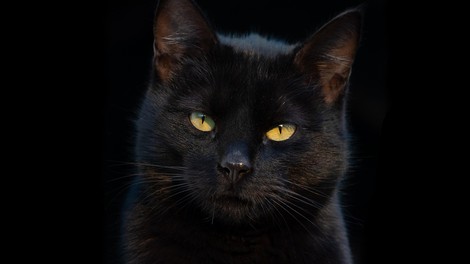 Od kod izvira strah pred črnimi mačkami?
