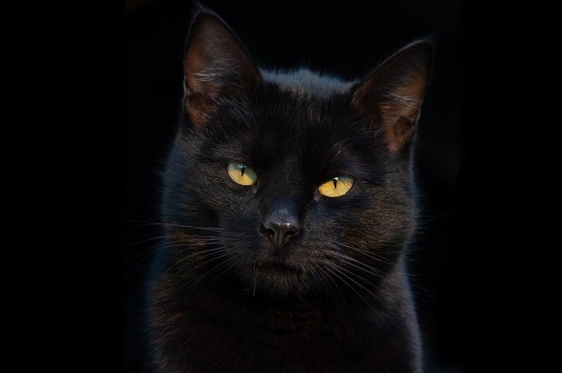 Od kod izvira strah pred črnimi mačkami? (foto: shutterstock)