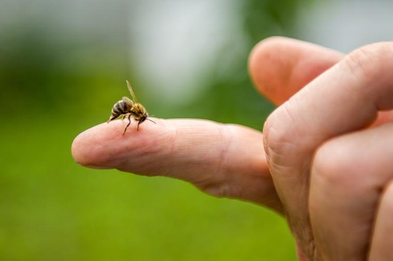 Kaj pomeni, če vas piči osa ali čebela? (Duhovni pomen) (foto: shutterstock)