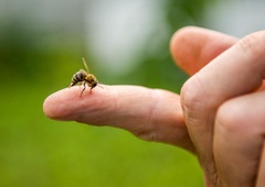 Kaj pomeni, če vas piči osa ali čebela? (Duhovni pomen)