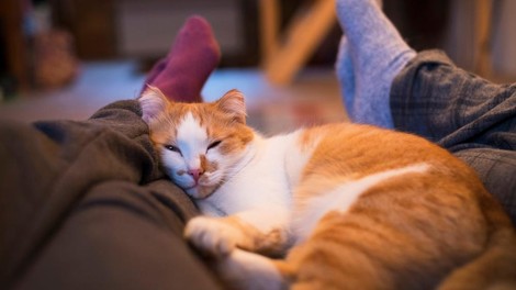 Kaj pomeni, če mačka spi poleg vas?