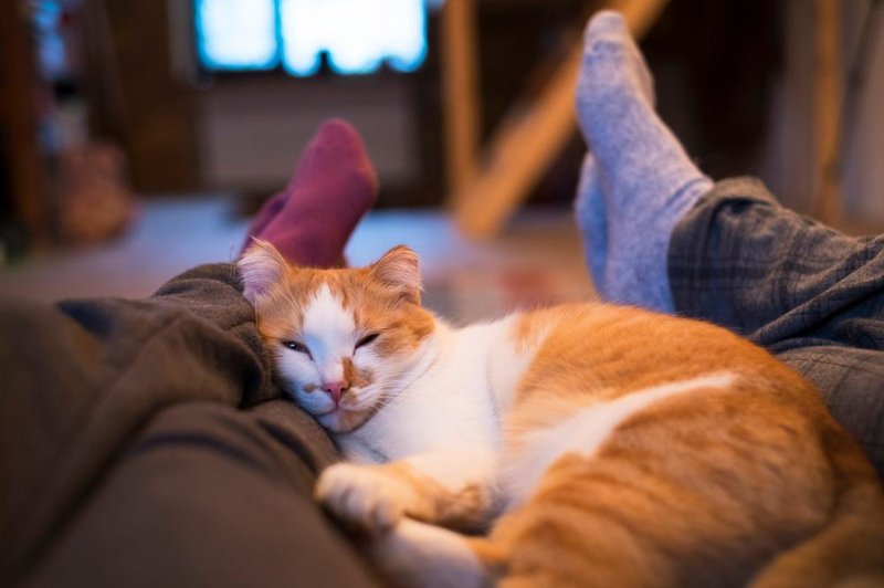 Kaj pomeni, če mačka spi poleg vas? (foto: shutterstock)