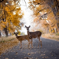 Kaj pomeni, če vam pot prekriža SRNA?