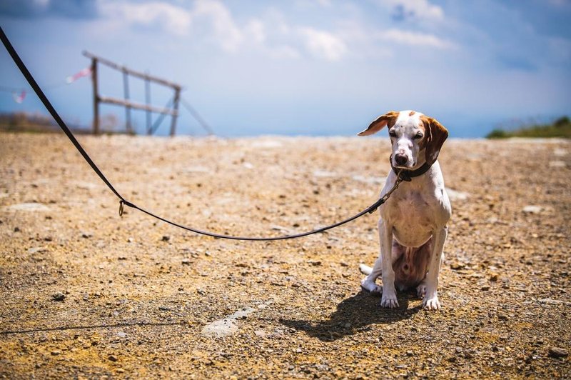 Ali lovci v Izoli zanemarjajo psa? (foto: shuttersotck)