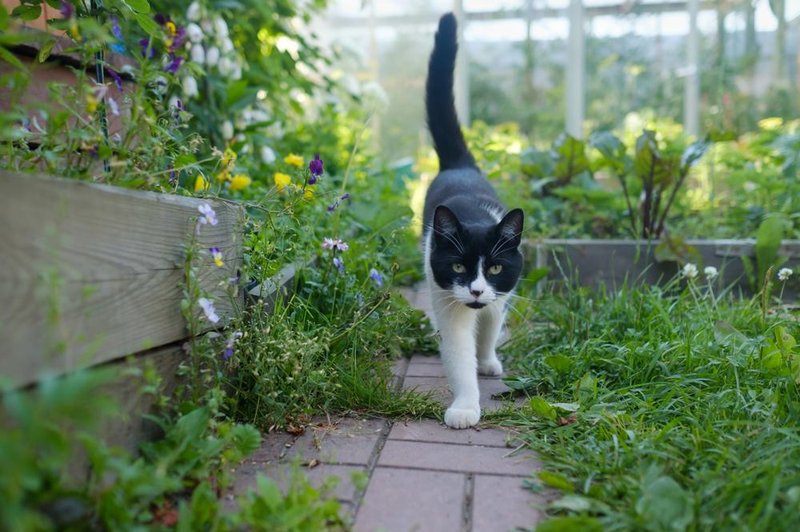 Kaj pomeni, če imate doma črno, belo ali črno-belo mačko? (foto: shuttersotck)