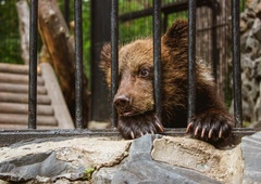  Zakaj otrok NE vodimo v živalski vrt