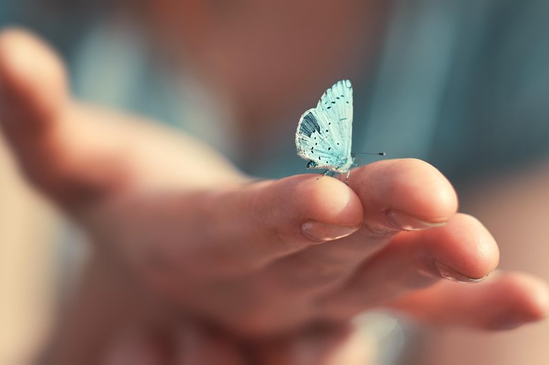 Kaj pomeni, če METULJ pristane na vaši roki? (Duhovna simbolika metuljev) (foto: shuttersotck)