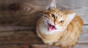 Kaj pomeni, če vas obišče potepuška mačka?