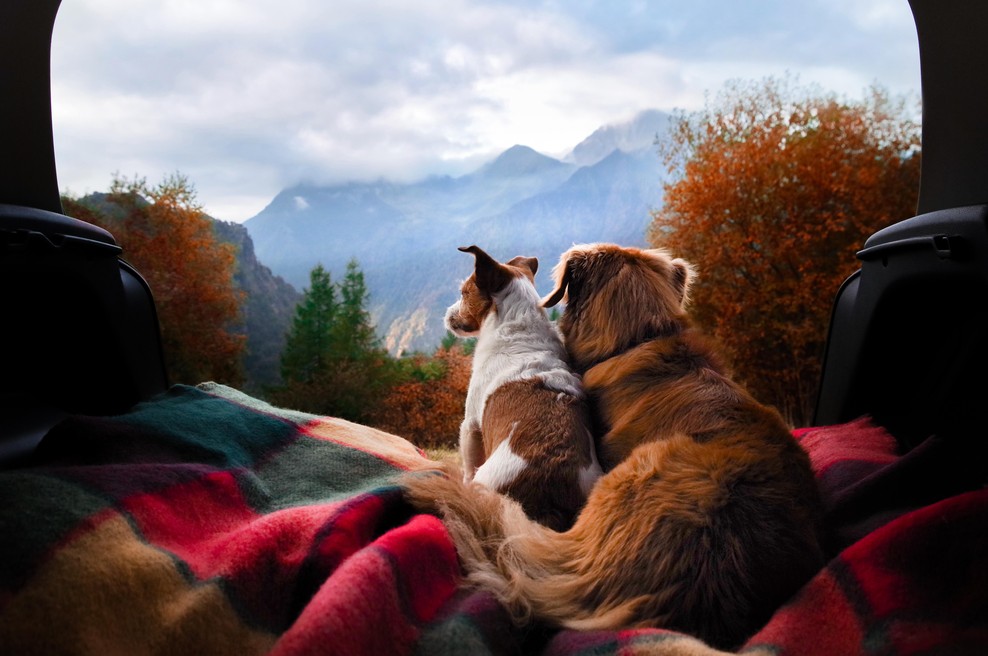 Ali so živali TELEPATI? Razumejo več, kot mislimo? (foto: shuttersotck)