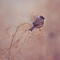 Dnevni horoskop za ponedeljek, 8. decembra 2025