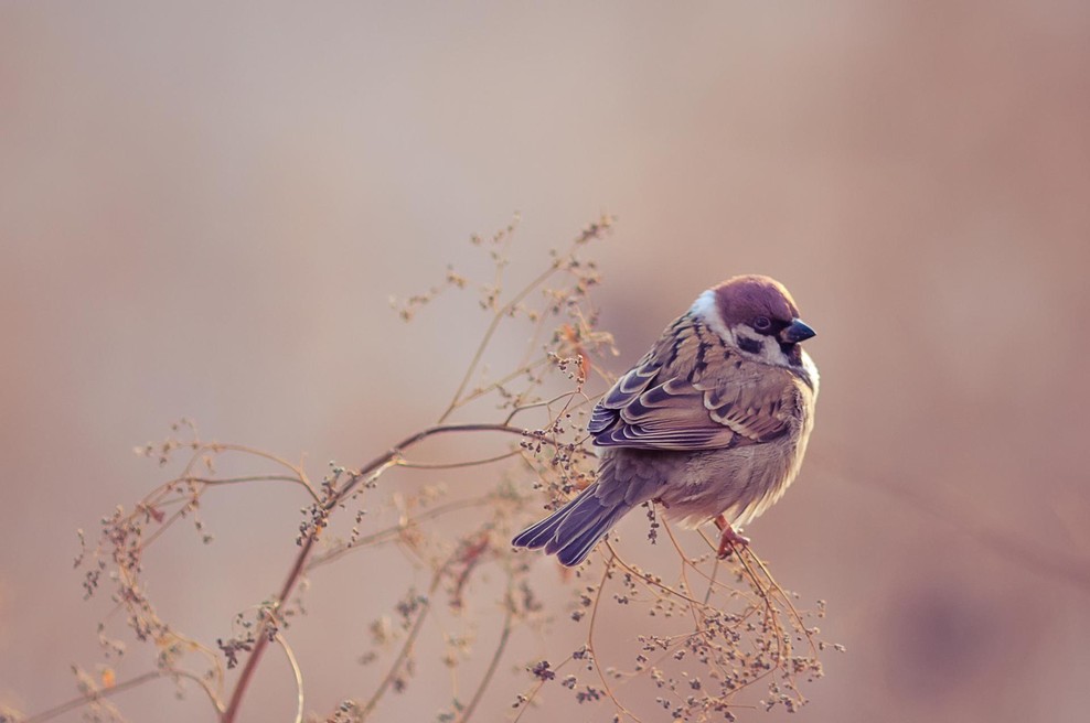 Dnevni horoskop za ponedeljek, 8. decembra 2025 (foto: Shutterstock)