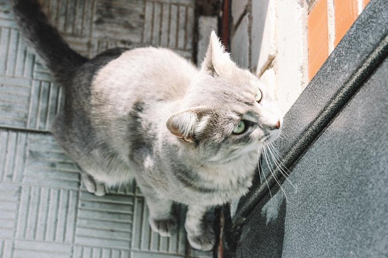 Kaj pomeni, če se pred vašimi vrati pojavi potepuška mačka? (foto: shutterstock)