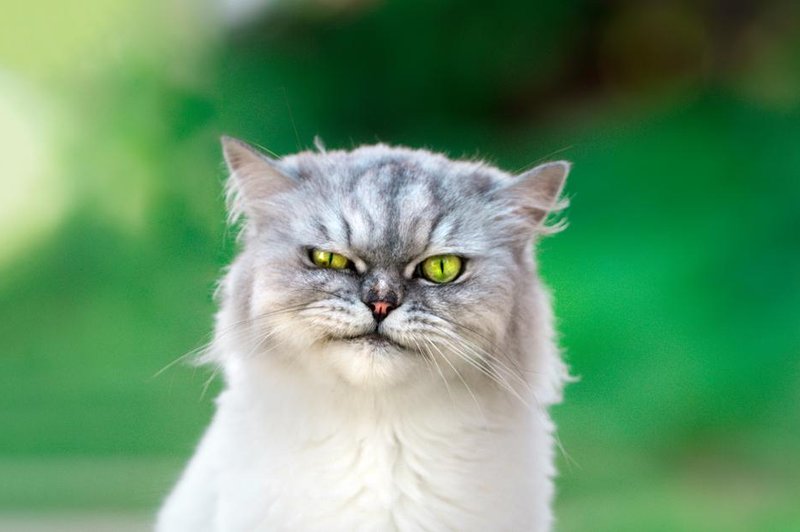 Zakaj se nekateri neprestano pritožujejo? (pojasnjujejo psihologi) (foto: shuttersotck)