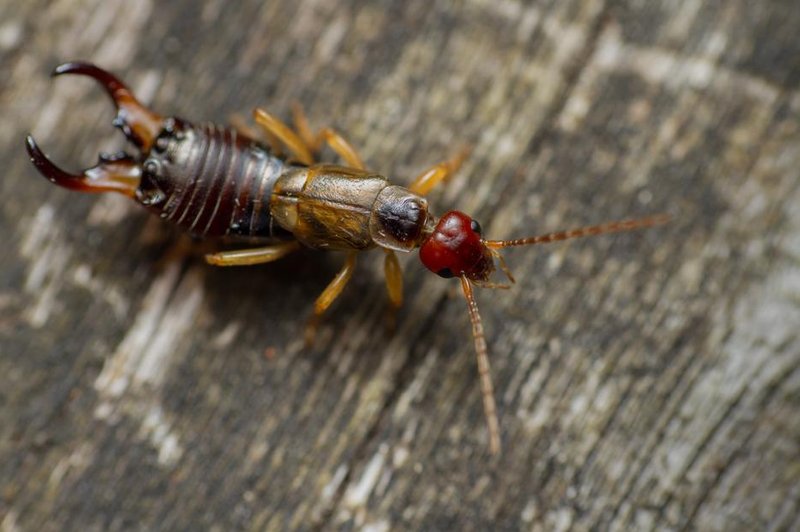 Strigalica: Kaj pomeni, če v hiši naletite na strigalico? (foto: shutterstock)