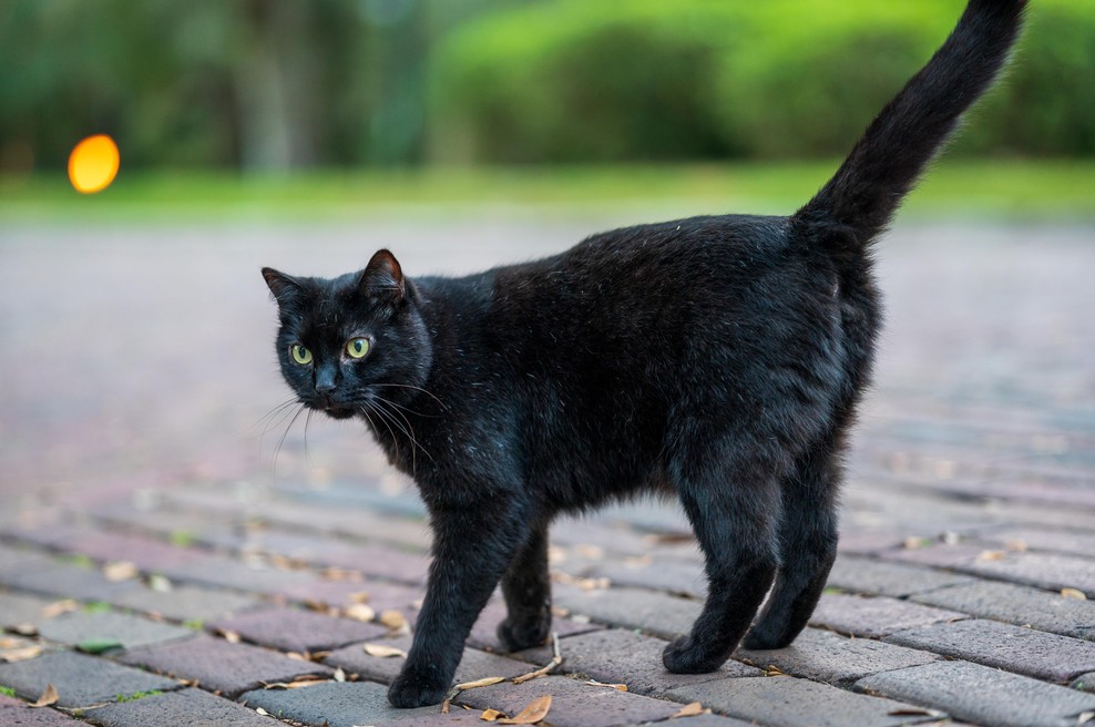 Kaj pomeni, če vam pot prekriža ČRNA MAČKA? (foto: shutterstock)