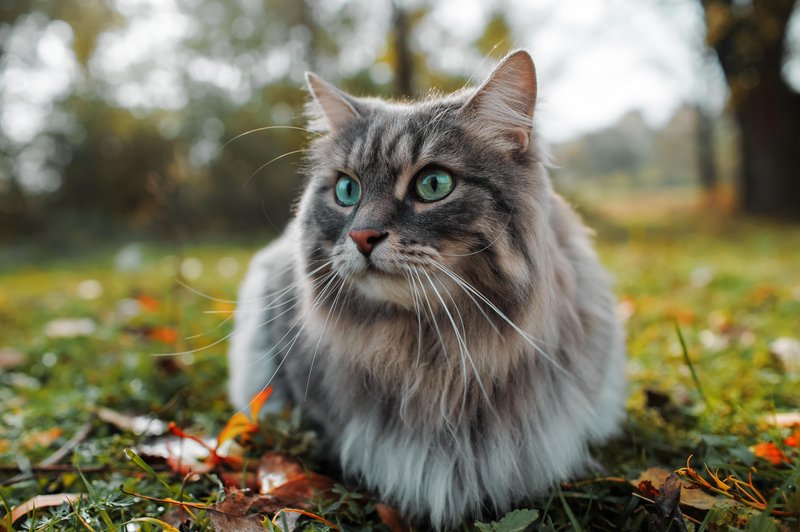 Sive mačke so posebna bitja, ki prinašajo veselje tistim, ki skrbijo zanje. (foto: Shutterstock)