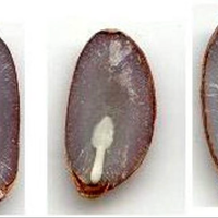 Prerežite koščico kakija in preverite, kakšna bo letošnja zima