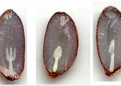 Prerežite koščico kakija in preverite, kakšna bo letošnja zima