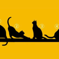 Test osebnosti: Izberite mačko in spoznajte svoje življenjsko poslanstvo