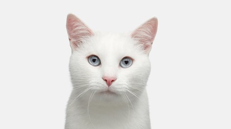 Kaj pomeni, če imate doma belo mačko?