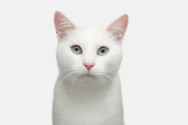 Kaj pomeni, če imate doma belo mačko? (foto: shutterstock)