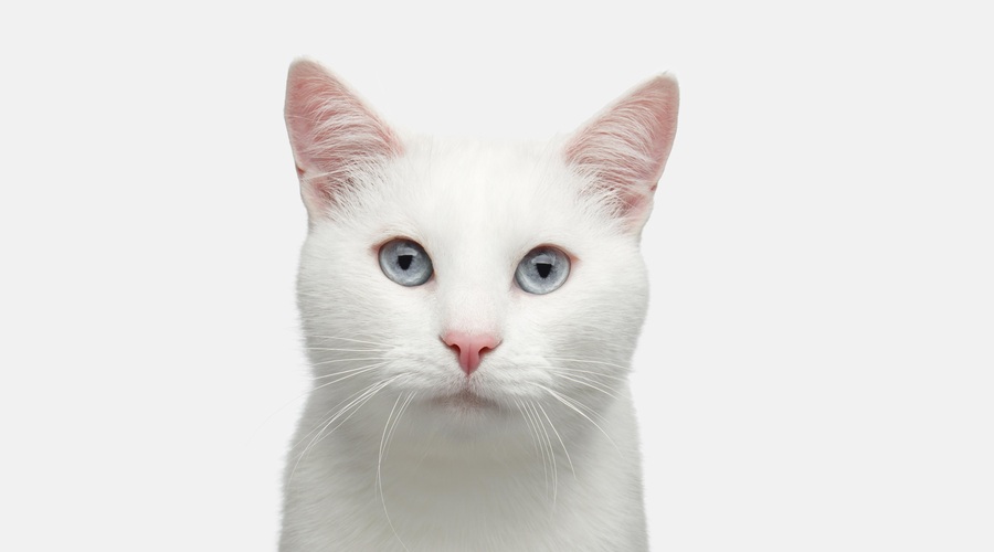 Kaj pomeni, če imate doma belo mačko? (foto: shutterstock)