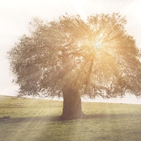 5 dreves, ki so jih naši predniki redko posekali