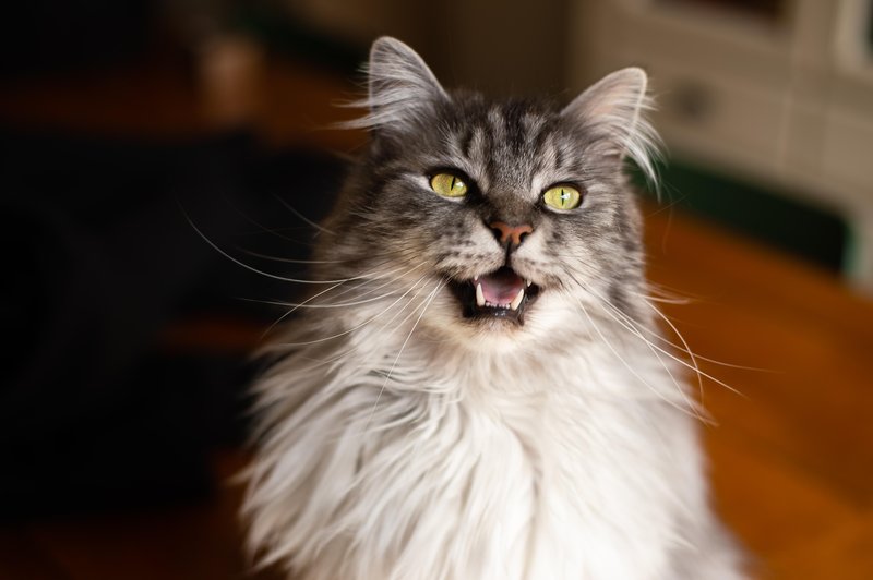 Kaj pomeni, če mačka mijavka? (foto: shutterstock)