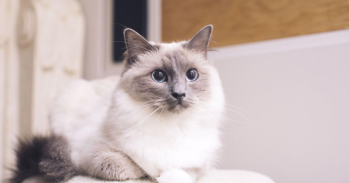 Ima vaša mačka genetiko ene najbolj priljubljenih pasem na svetu? - Za ...