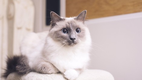 Ima vaša mačka genetiko ene najbolj priljubljenih pasem na svetu?
