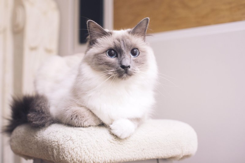 "Ragdoll test": ima vaša mačka genetiko ene najbolj priljubljenih pasem na svetu? (foto: Profimedia)