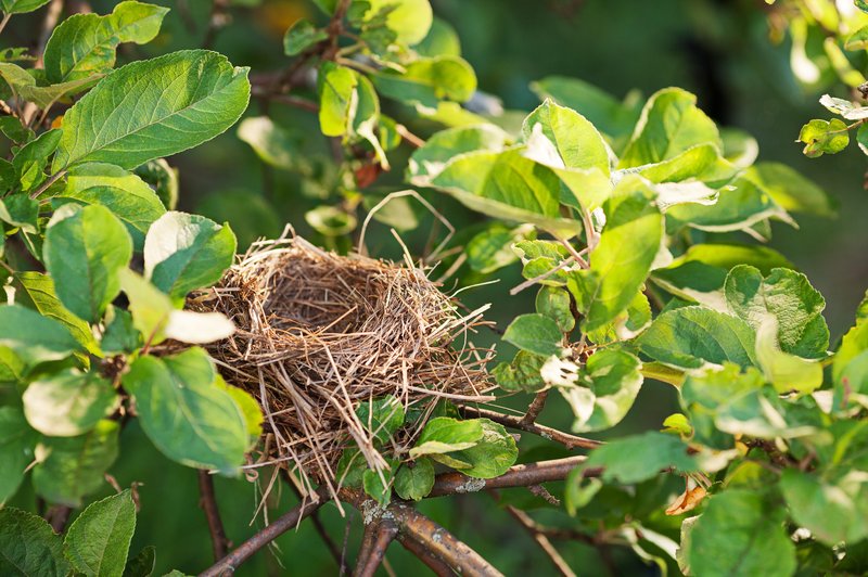 Prazno ptičje gnezdo ima globok duhovni pomen, in če ga najdete, vam vesolje nekaj sporoča. Preverite, kaj! (foto: Shutterstock)