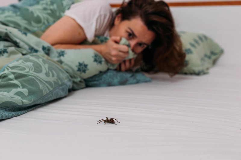 Kaj pomeni, če se bojite pajkov? (foto: shutterstock)
