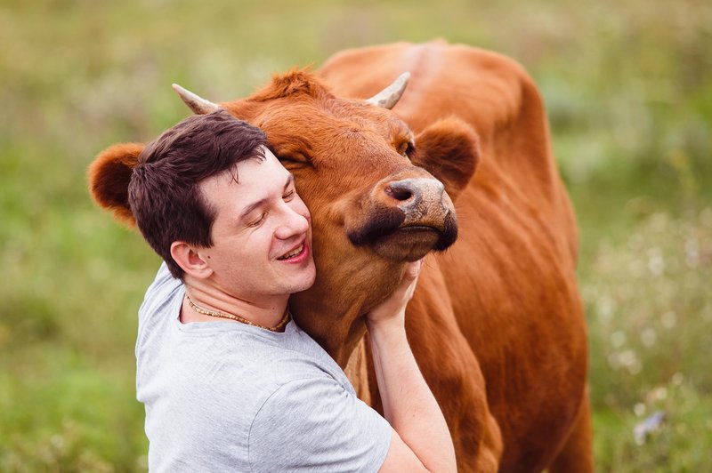 Objemanje krav: nov terapevtski pristop, ki prinaša številne koristi (foto: shutterstock)