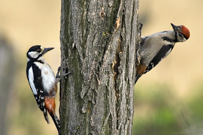 Kaj pomeni, če vidite ŽOLNO? (foto: shutterstock)